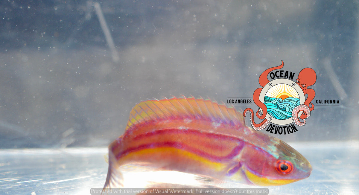 Labouti Fairy Wrasse Ocean Devotion LA