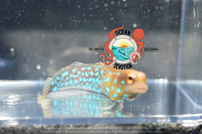 Blue Spot Jawfish Ocean Devotion LA
