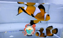Load image into Gallery viewer, Orane Round Tail Long Fin Clown Pair
