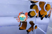 Load image into Gallery viewer, Orane Round Tail Long Fin Clown Pair
