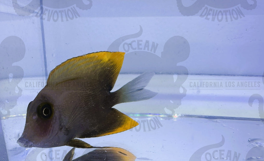 Small Tomini Tang – Ocean Devotion LA