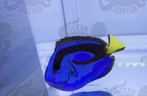 Small Blue Hippo Tang
