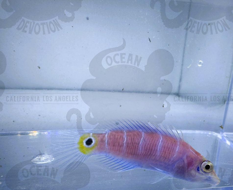 Mystery Wrasse – Ocean Devotion LA