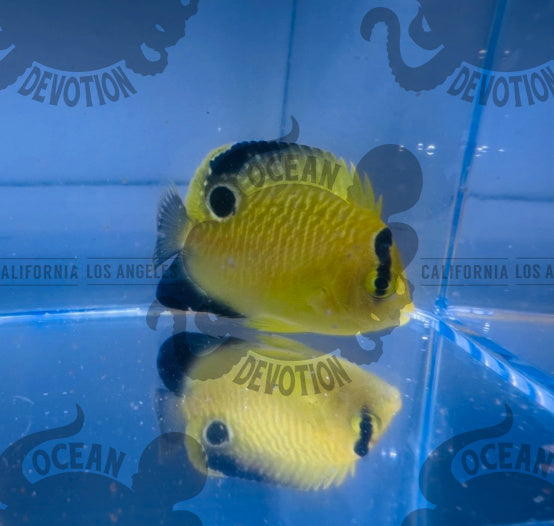 Captive Bred Gold Flake Angel – Ocean Devotion LA
