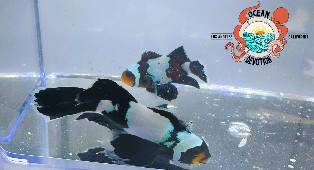 Roundfin Fish Blacker Ice Long Tail Roundfin – Ocean Devotion LA