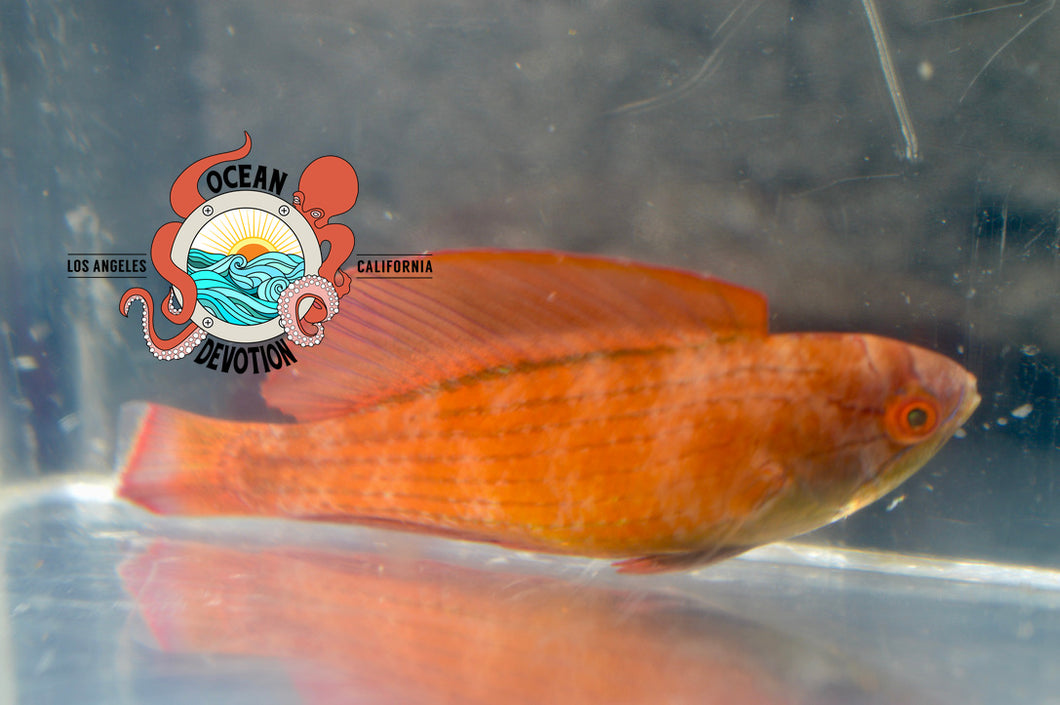 Eight Line Flasher Wrasse