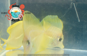 Trio of captive bred Yellow tangs