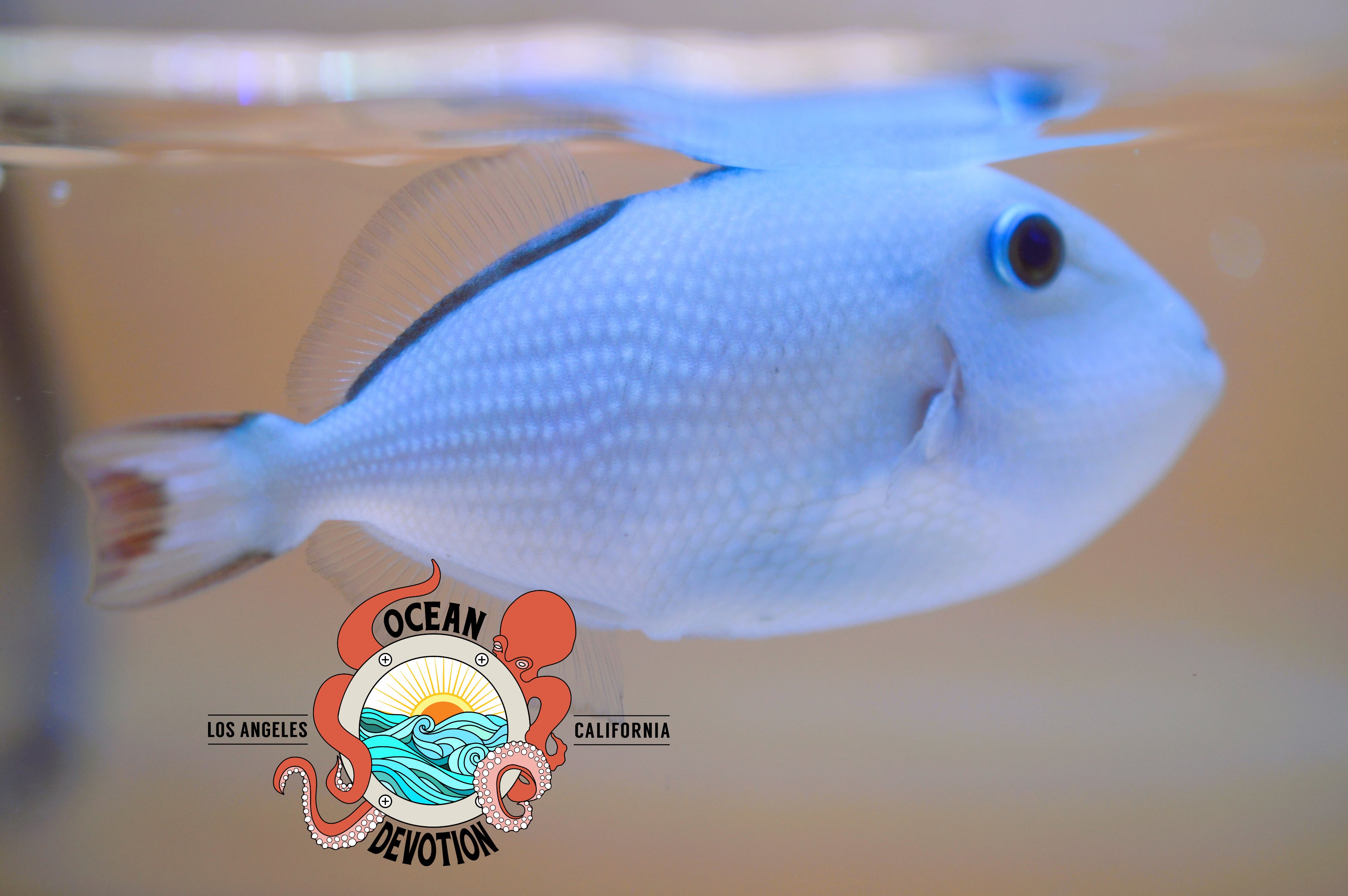 Juvenile Golden Back Trigger – Ocean Devotion LA