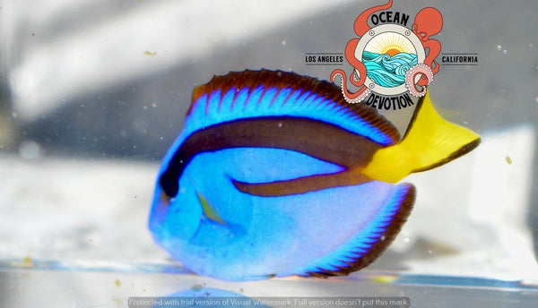 Yellow Belly Blue Hippo Tang