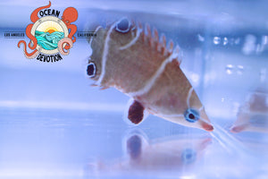 Tanaka Possum Wrasse