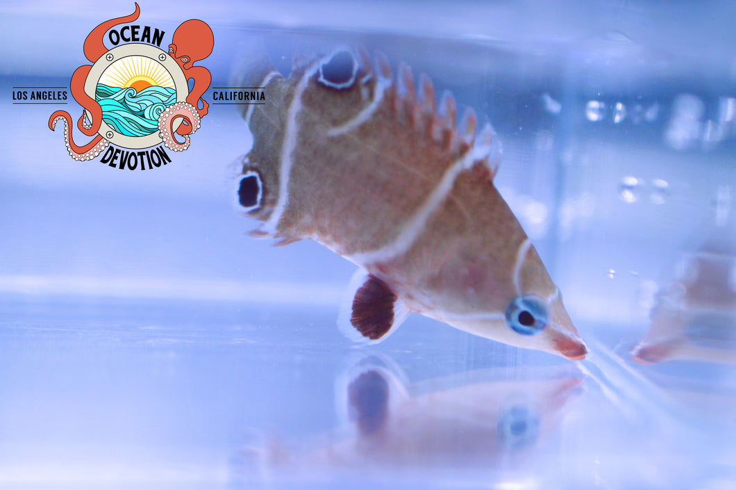 Tanaka Possum Wrasse